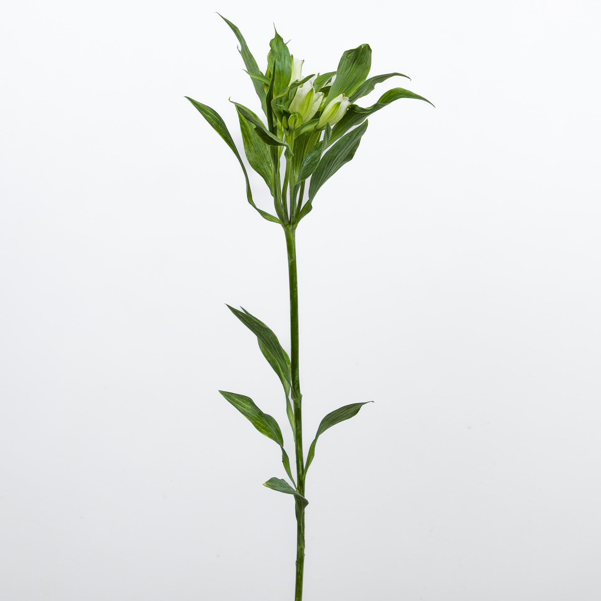 10x Alstroemeria flor.charmelia white 70cm