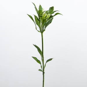 10x Alstroemeria flor.charmelia white 70cm