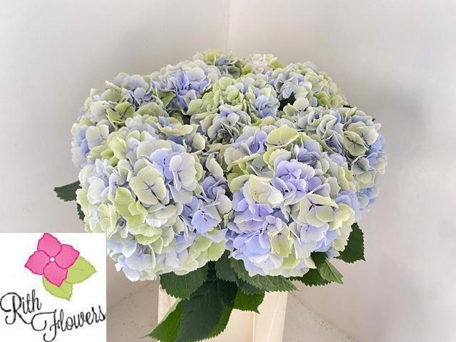 10x Hydr.verena blauw classic 80cm