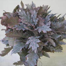 25x Sg quercus palust.(v) roze 70cm