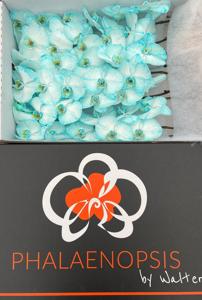 10x Phal. ice blue 80cm