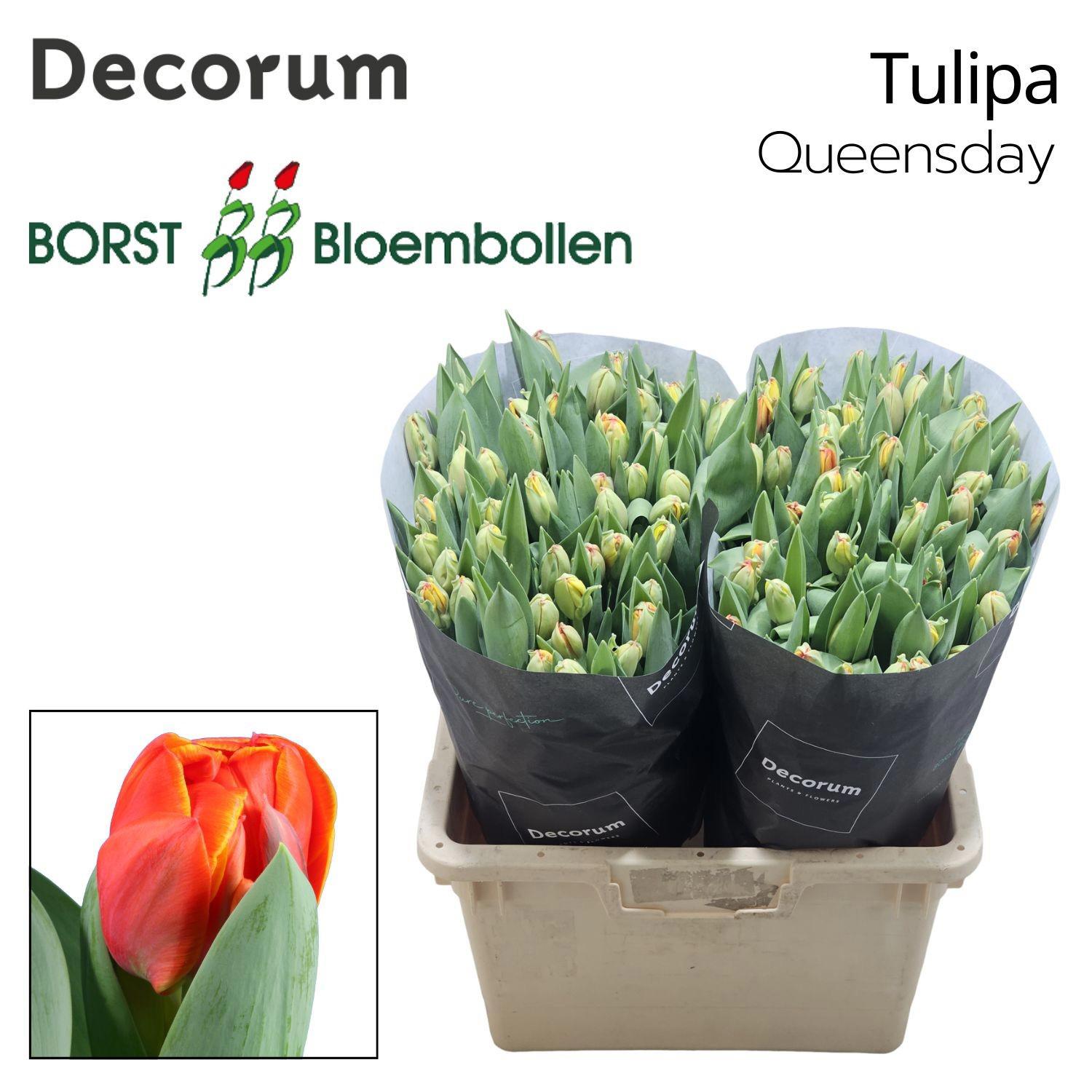50x Tulipa queensday du 40cm