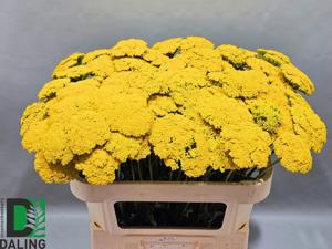 10x Achil.park.variety 70cm