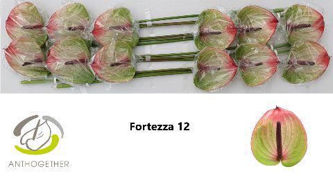 12x Anth.fortezza 10cm