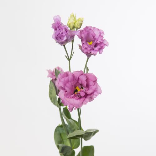 10x Eust.celeb grape du 70cm
