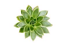 10x Echeveria agavoides 10cm