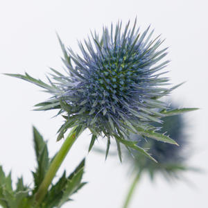 10x Eryngium magnetar questar 40cm
