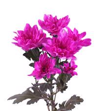 10x Chrysant baltica erica 60cm
