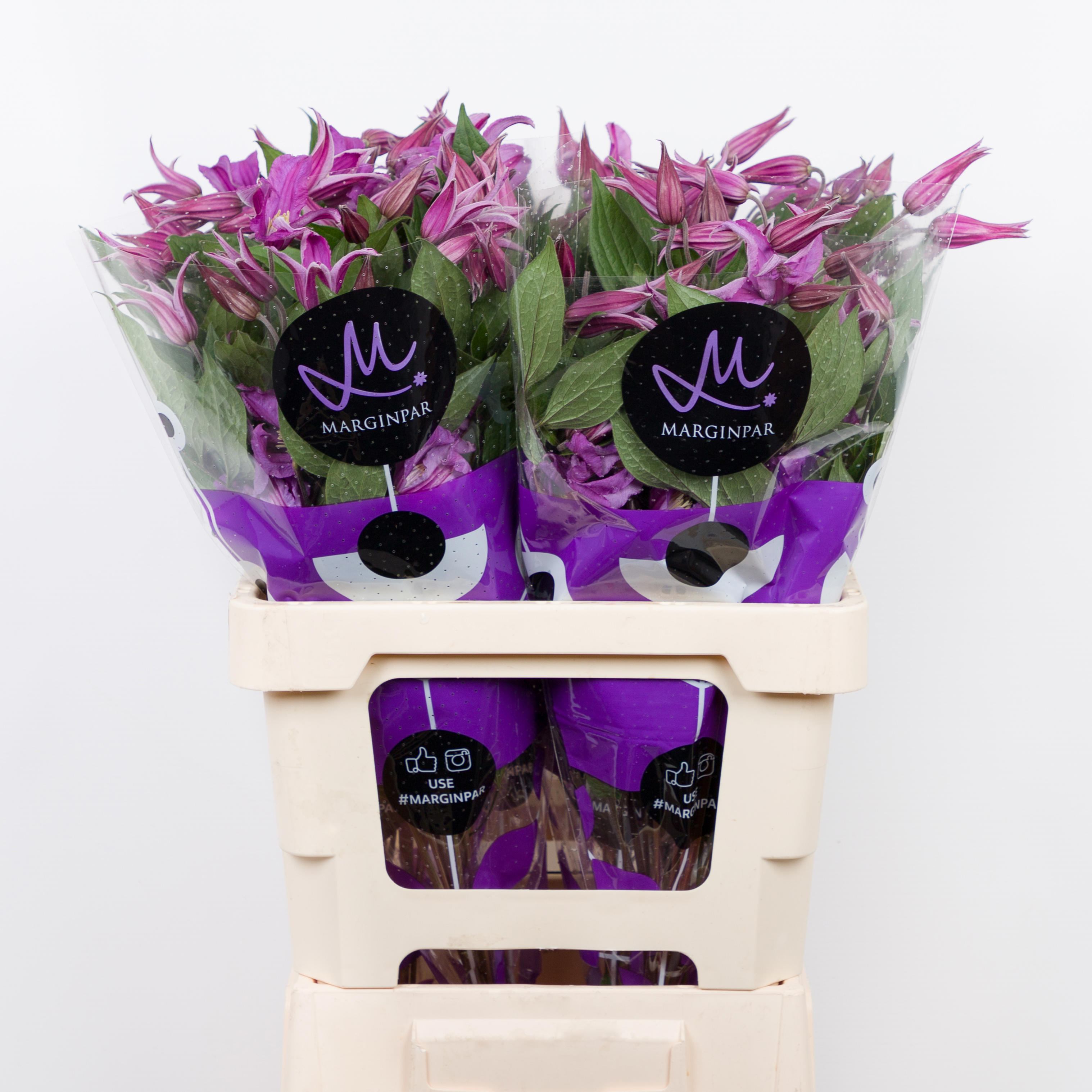 10x Clematis amazing rome 60cm