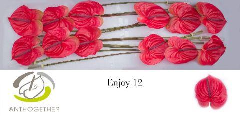 12x Anth.enjoy 10cm