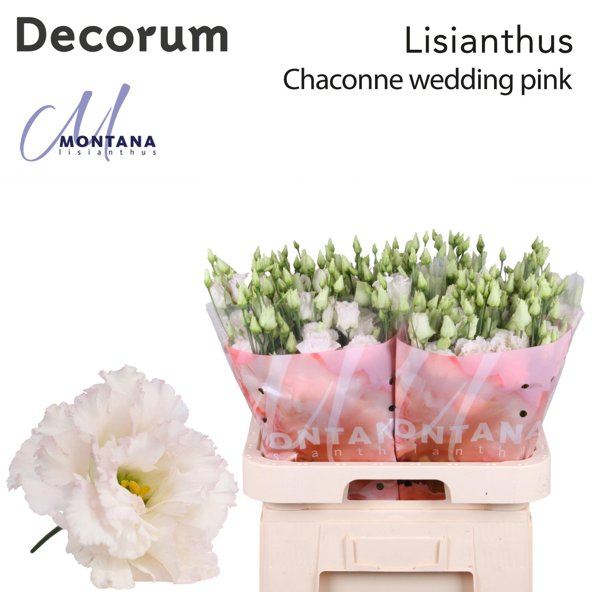 10x Eust.chaconne wedding pink du 70cm