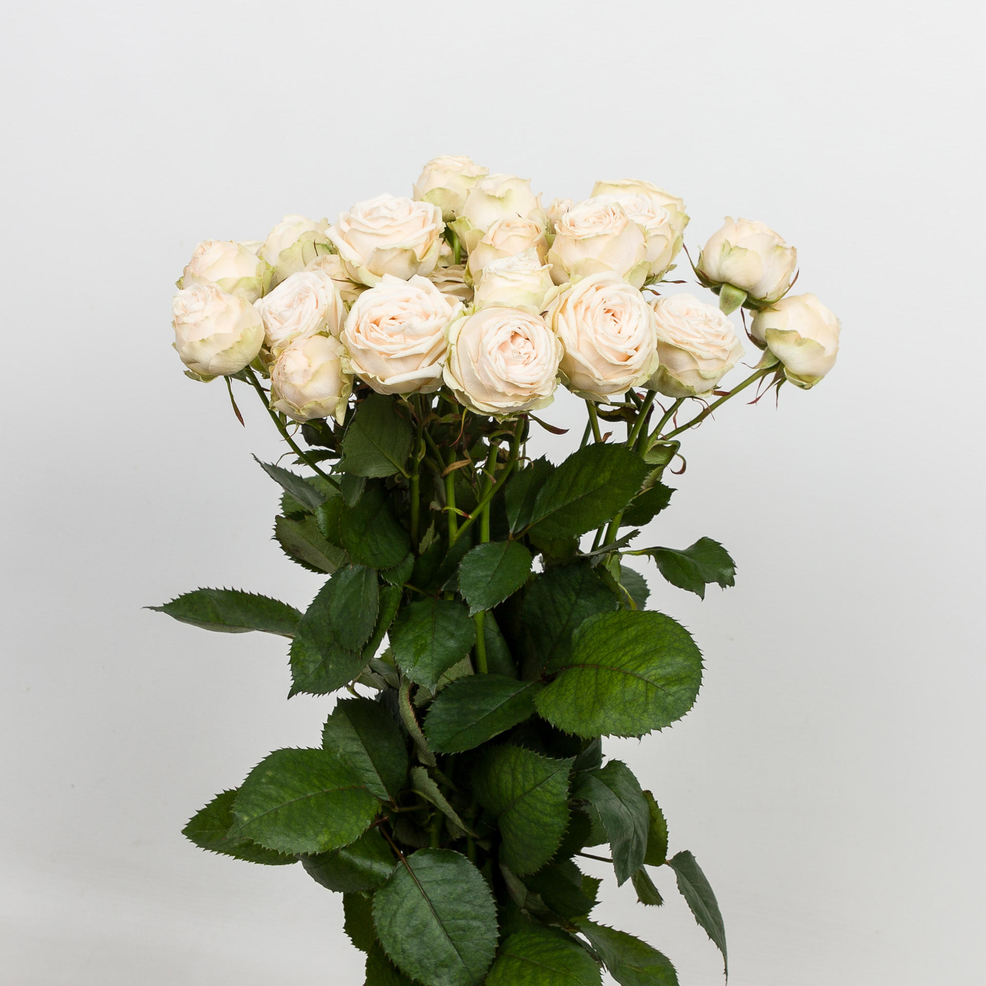 10x Rosa galina 50cm