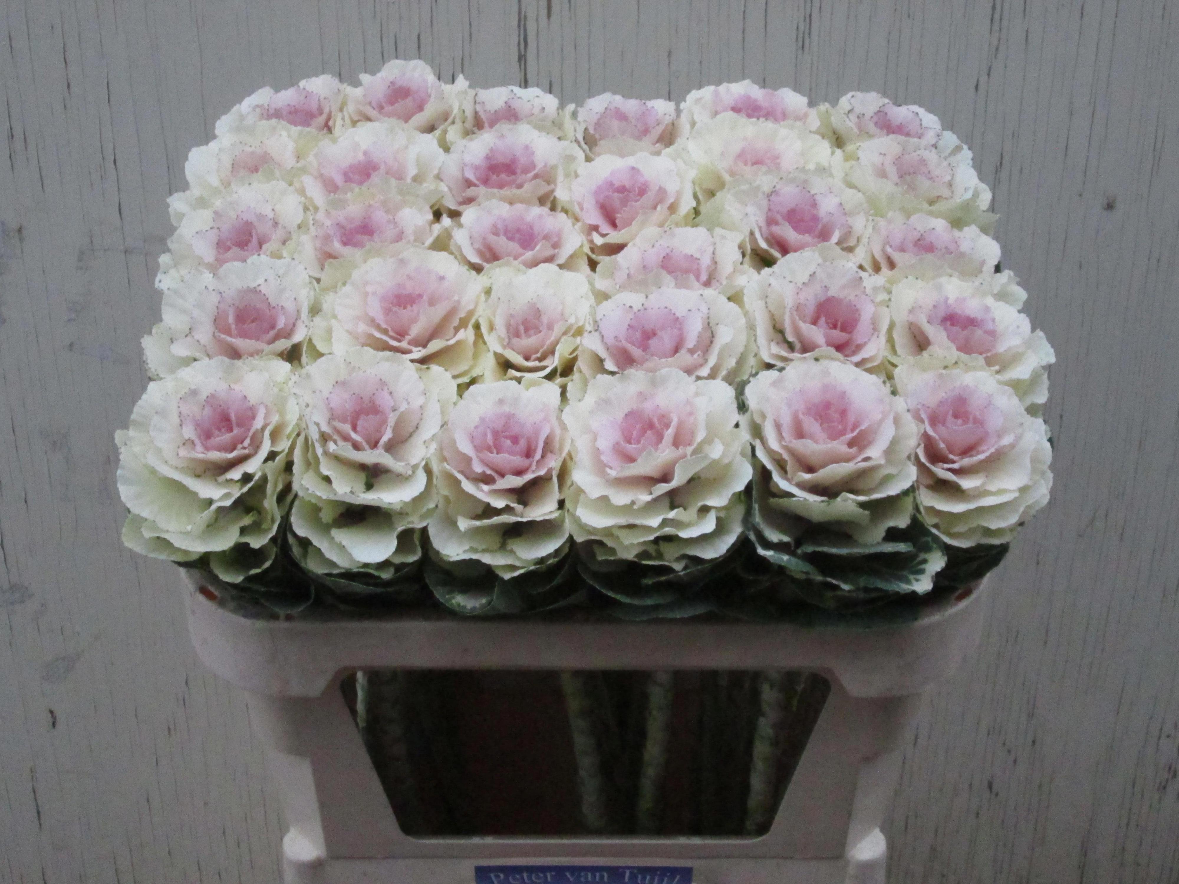 10x Bras.round white 70cm