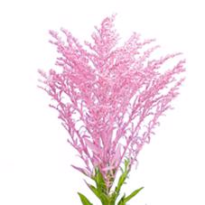 25x Solid.(v) roze 80cm