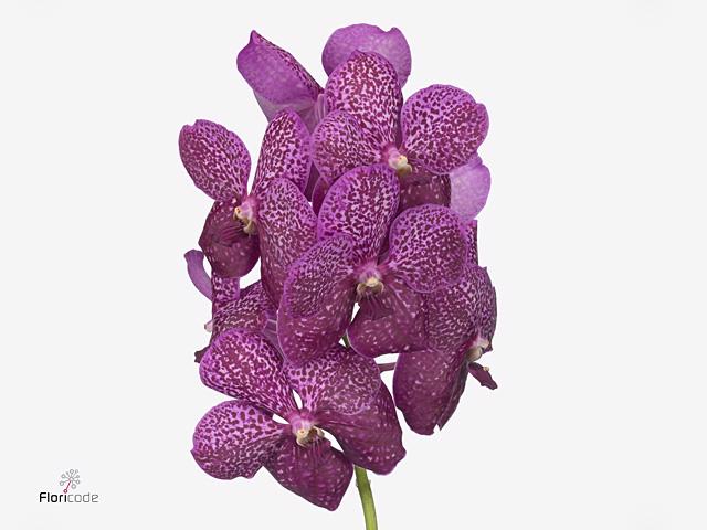 16x Vanda sun.magenta glitter 20cm