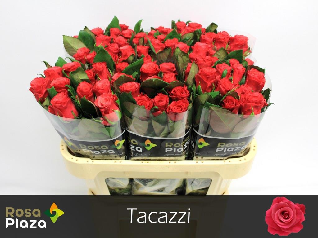 20x Rosa tacazzi+ 70cm
