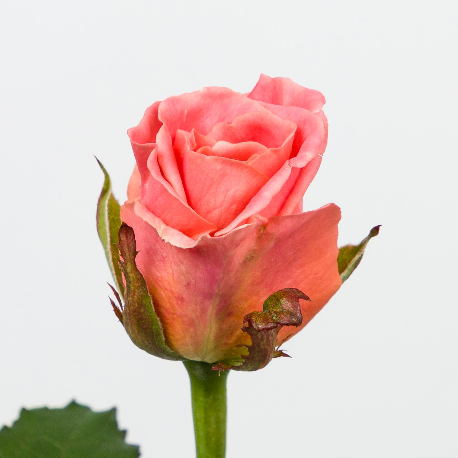 10x Rosa miss piggy+ 70cm
