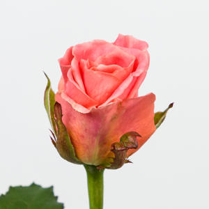 10x Rosa miss piggy+ 40cm