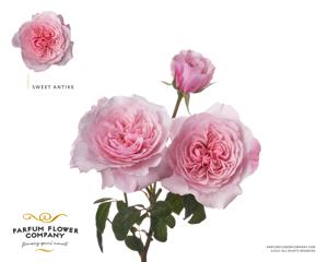 12x Rosa sweet antike freelander 50cm