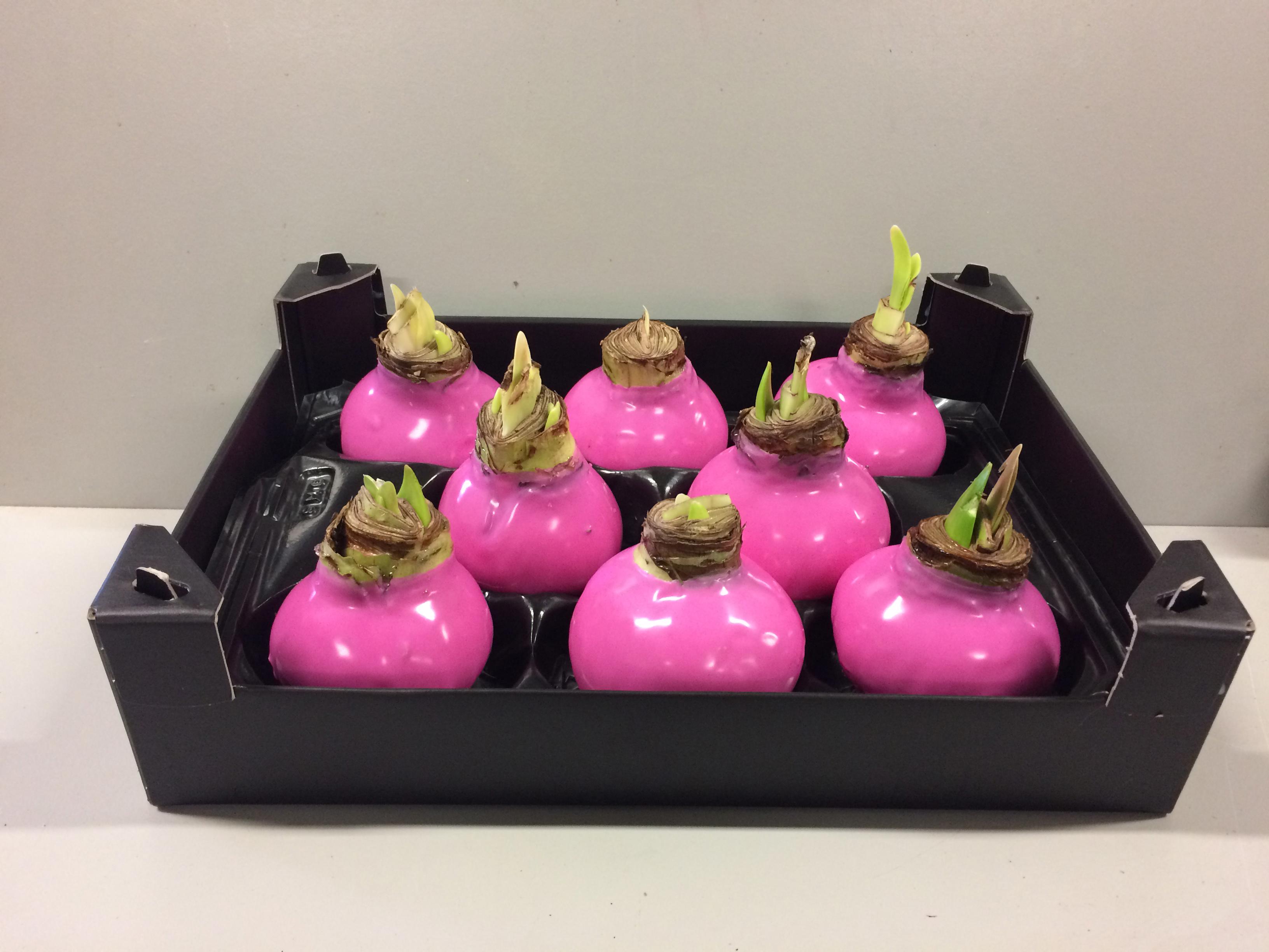 8x Dc wax hipp.pink rose