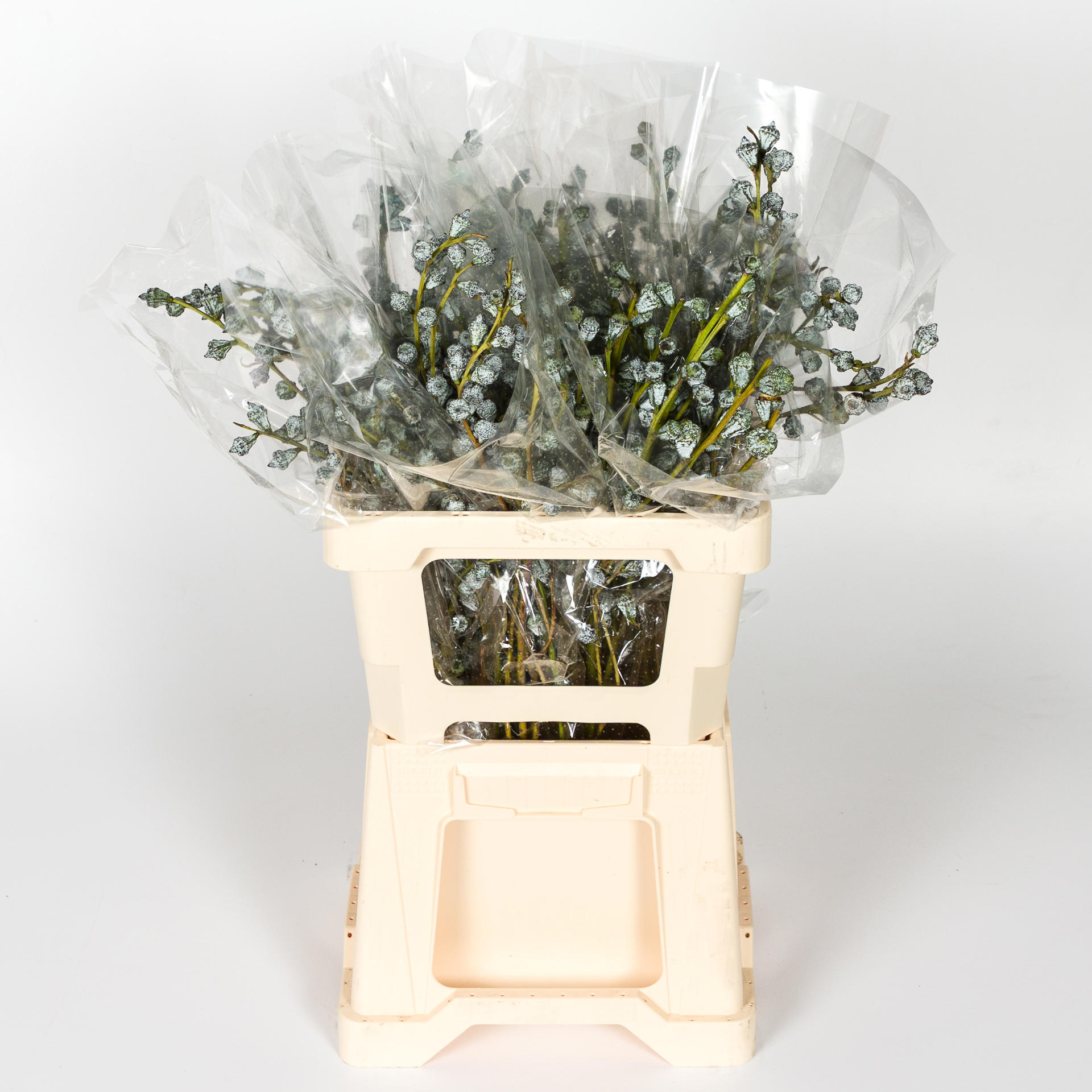 5x Sg eucalyptus globulus 60cm