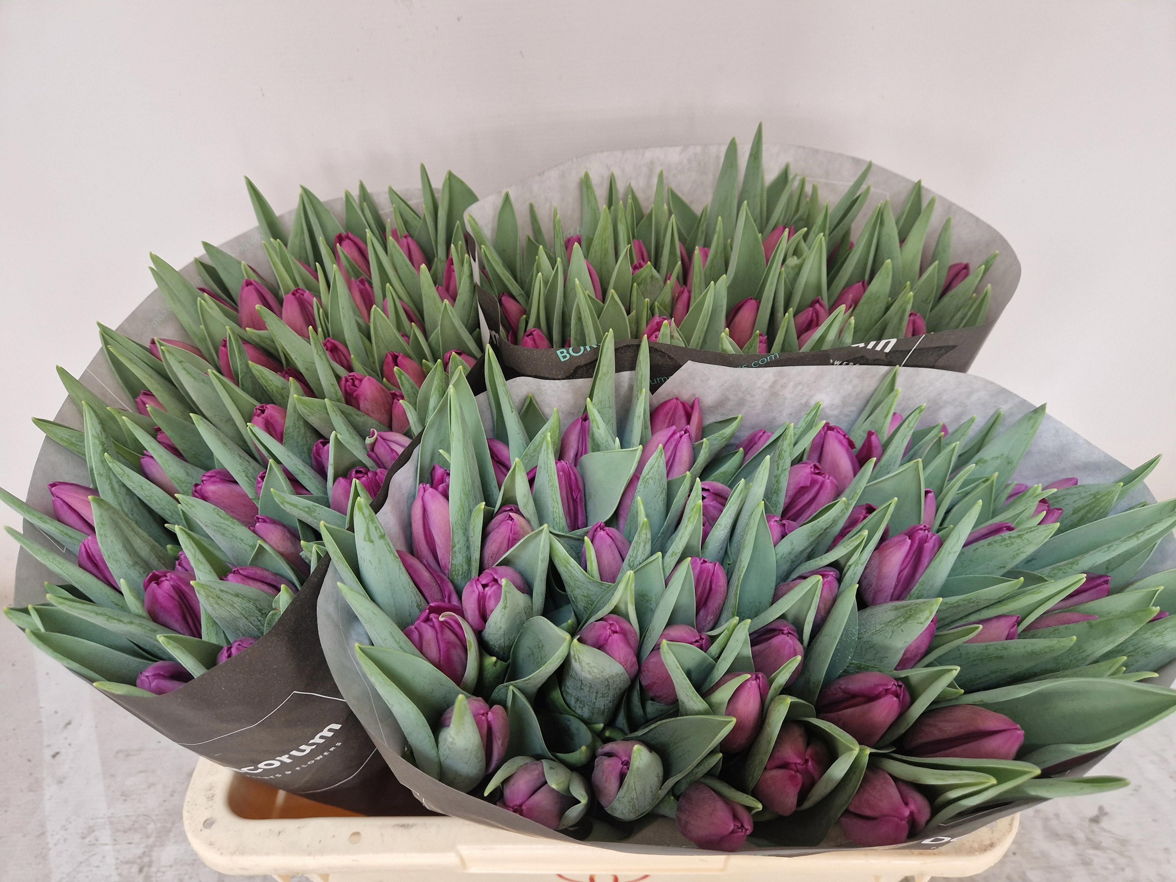 50x Tulipa bullit en 40cm