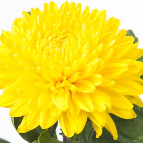 10x Chrysant migoli g 70cm