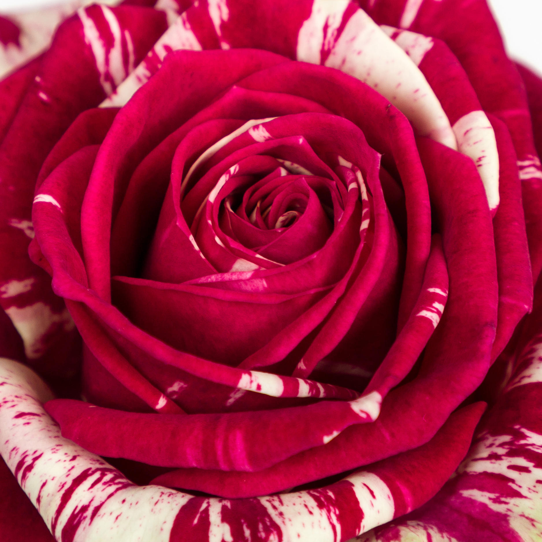 10x Rosa harlequin 50cm