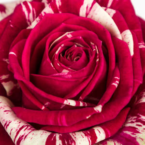 10x Rosa harlequin 30cm