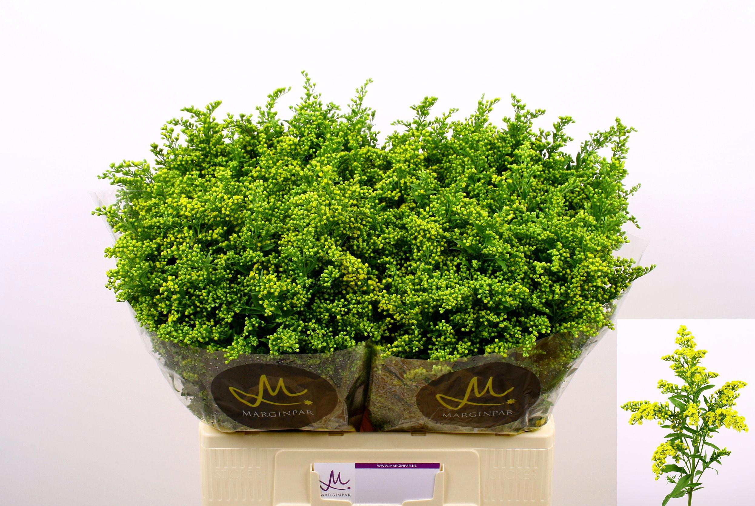 25x Solid.carzan glory 60cm