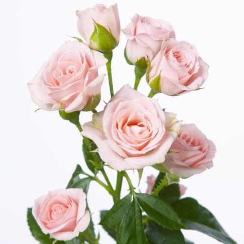 10x Rosa lydia 50cm