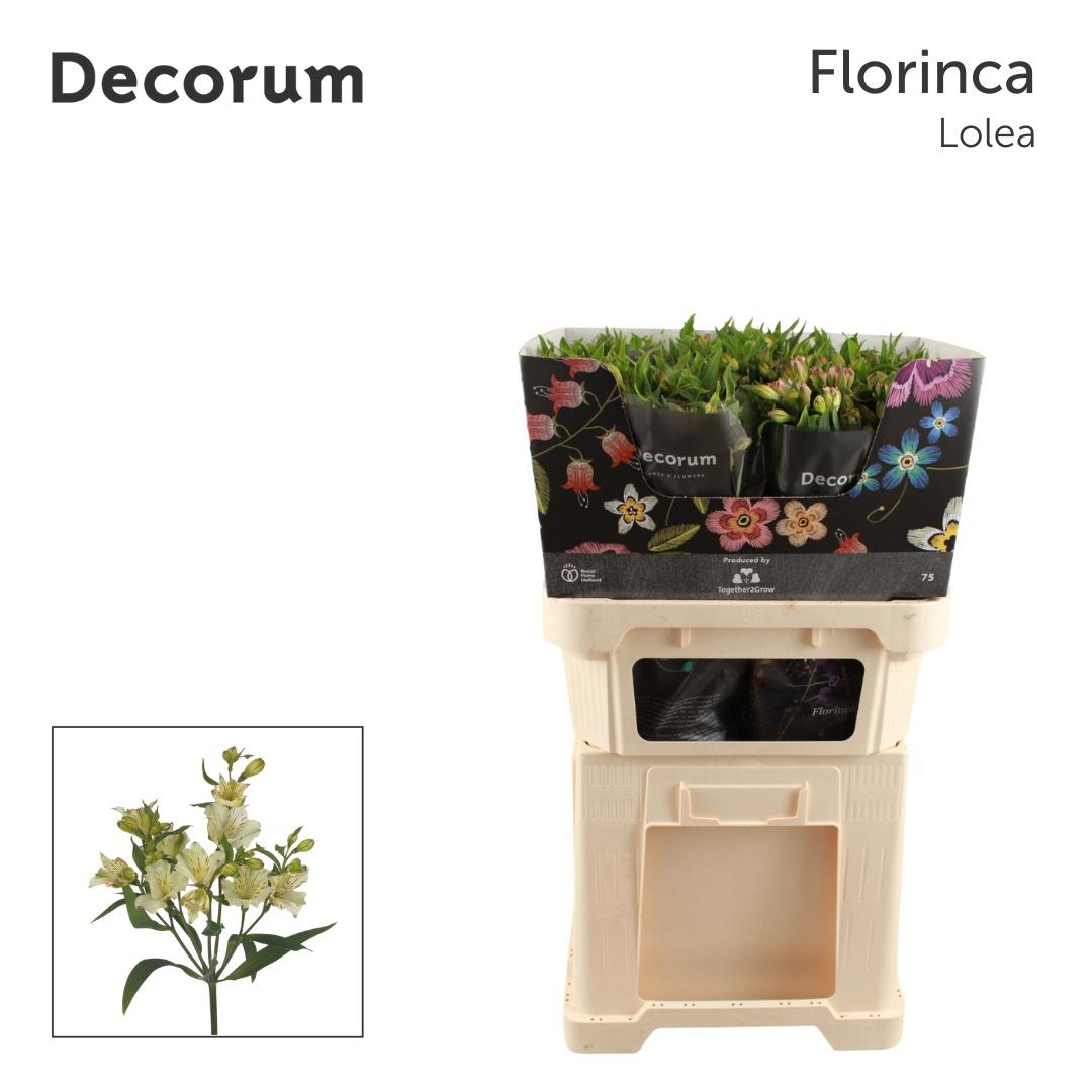 10x Alstroemeria flor.lolea 70cm