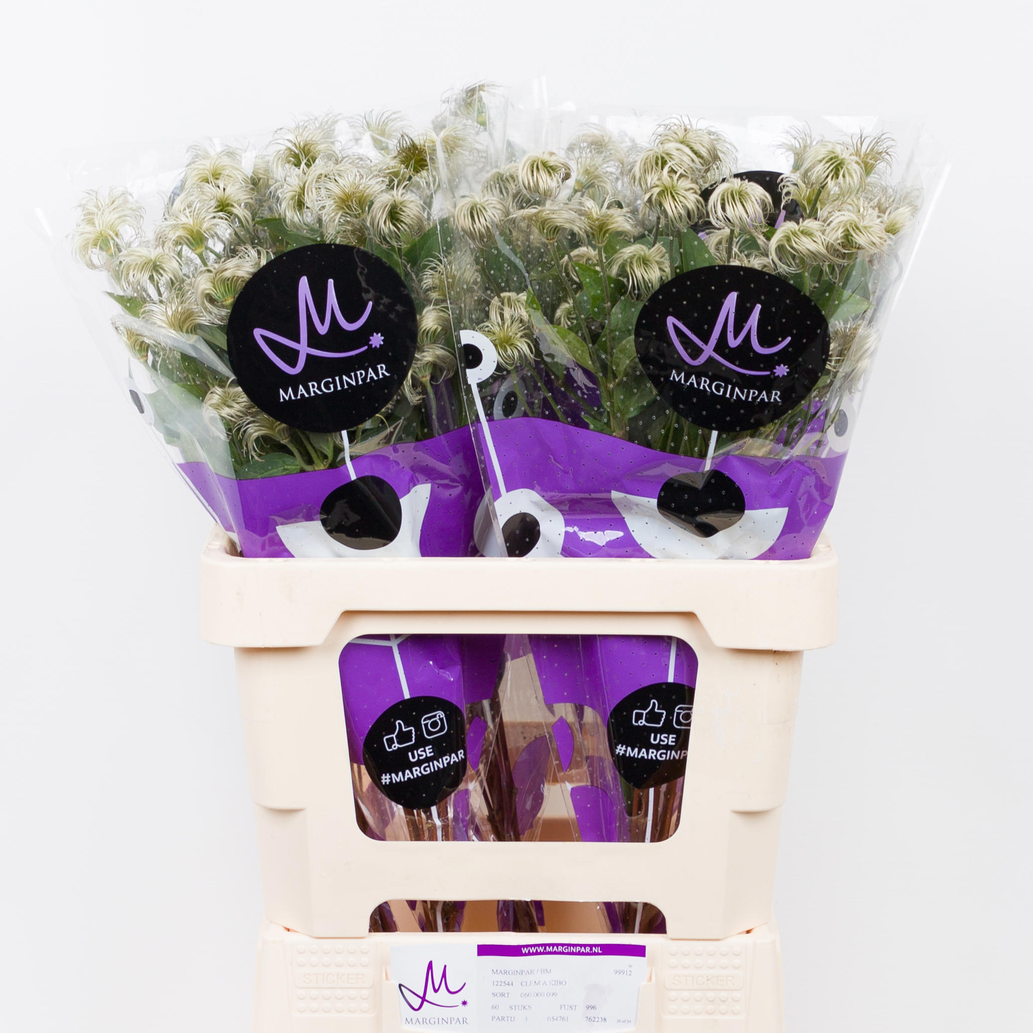 10x Clematis amazing kibo 60cm