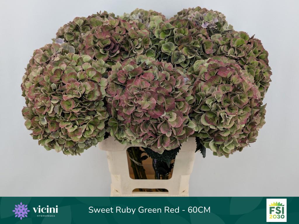 10x Hydr.mag.sweet ruby classic 60cm