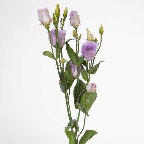 10x Eust.piccolo lavender en 70cm