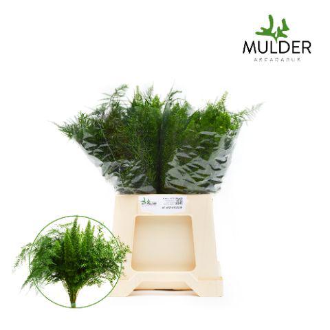 50x Aspar.mix/bos 40cm