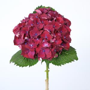 10x Hydr.mon amour purple 60cm