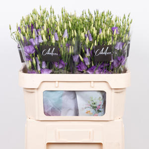 10x Eust.botanic blue en 70cm