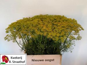 20x Anethum graveolens 60cm