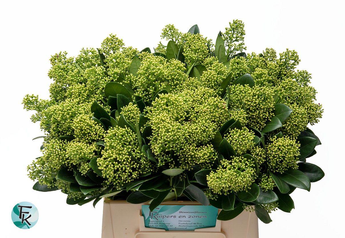 5x Skimmia magical finchy 40cm