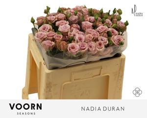 10x Rosa nadia duran 50cm