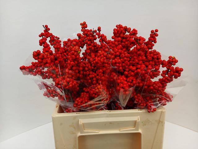 10x Ilex brit buys 40cm