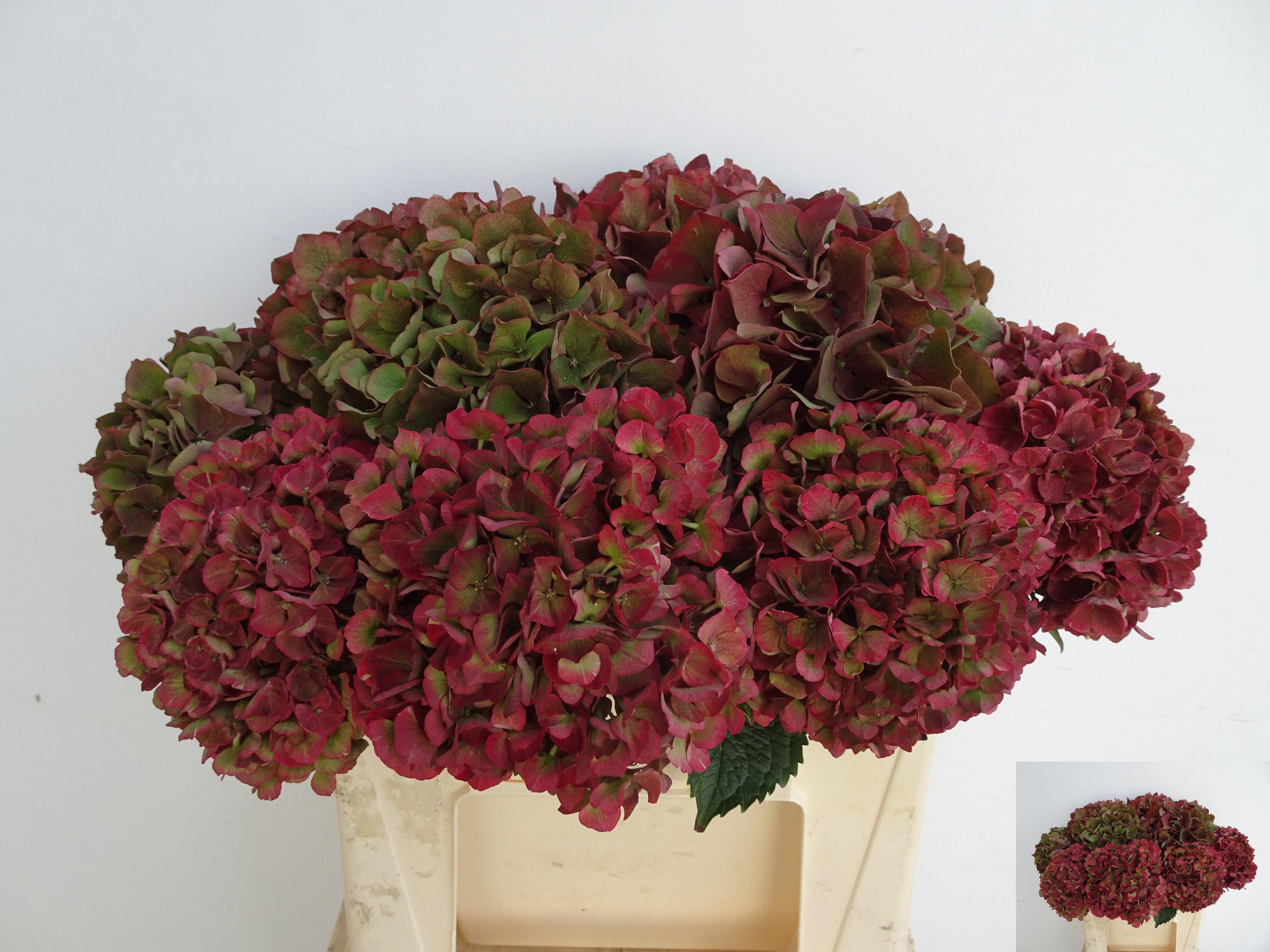 10x Hydr.mag.pink ruby classic 40cm