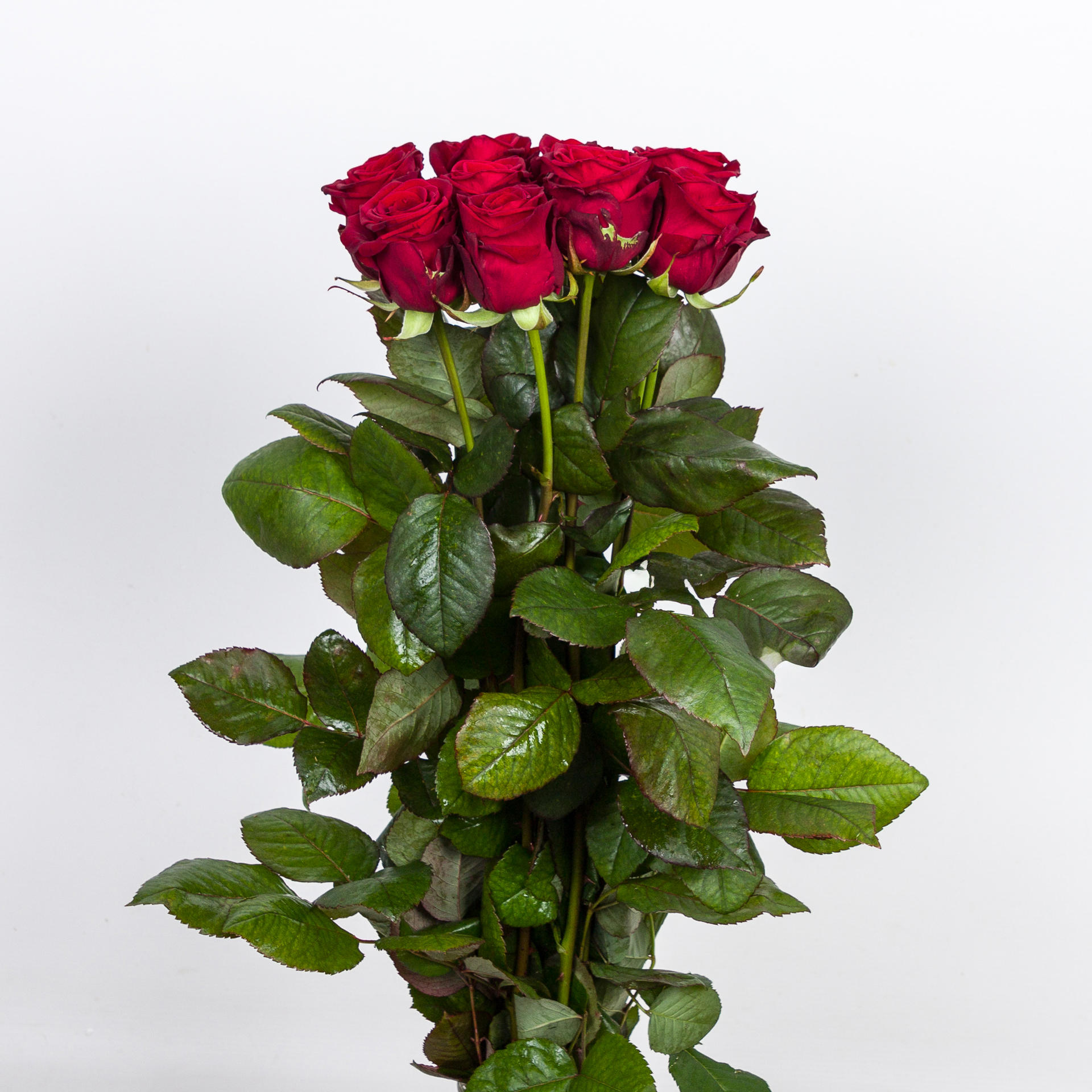 10x Rosa red naomi! 40cm