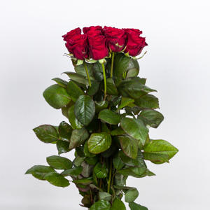 60x Rosa red naomi! 60cm
