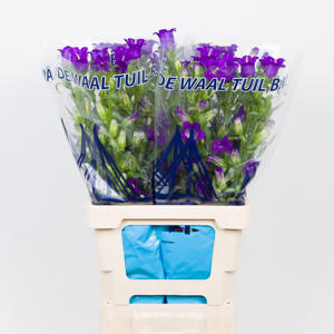 10x Camp.med.champ.blue 70cm