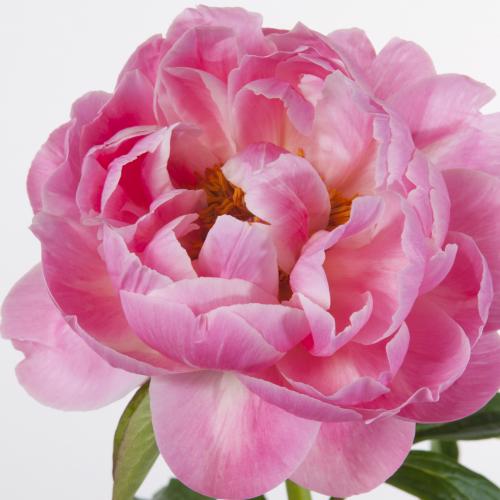 10x Paeonia coral charm 50cm