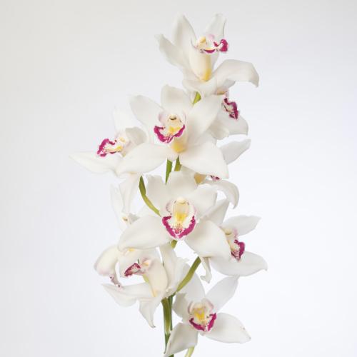 20x Mini cymb.lucky sue 40cm