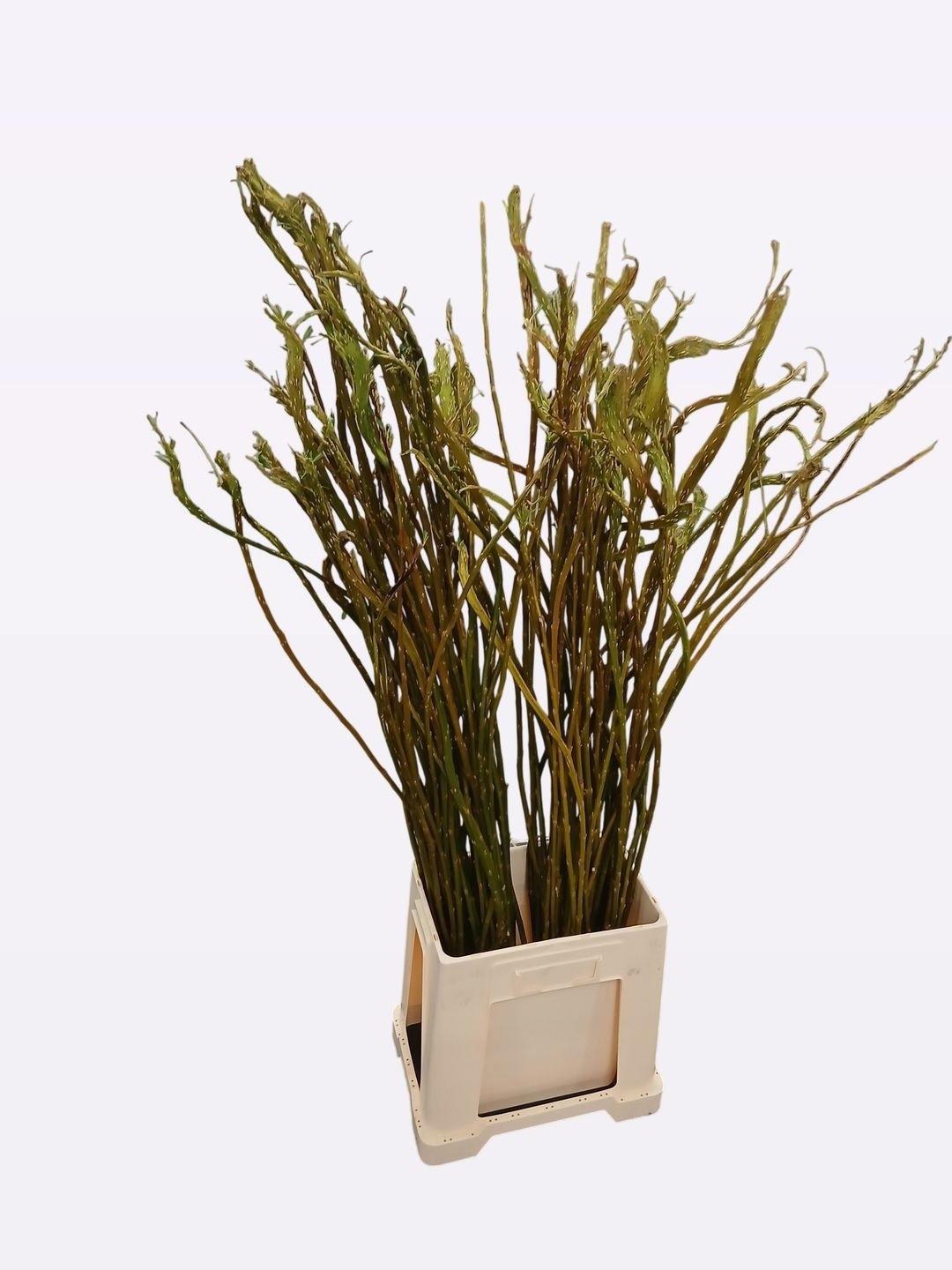50x Tk salix sekka 80cm
