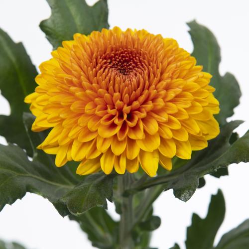 10x Chrysant paladov 80cm